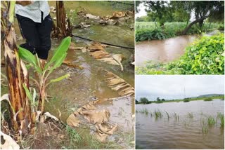agriculture-land-drowned-form-krishan-river-flood-in-vijayapura