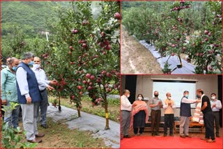 apple-day-organised-in-dr-ys-parmar-university-of-horticulture-and-forestry