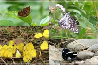 butterfly-story-of-dihing-patkai