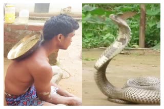 patient and snakebite