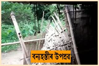 Midnight Wild Elephant Terror At Samguri, Nagaon District