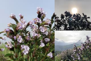 neelakurinji blossomed  Shantanpara  Neelakurinji blossomed again in Shantanpara  ശാന്തൻപാറയിൽ വീണ്ടും നീലക്കുറിഞ്ഞി പൂത്തു  നീലക്കുറിഞ്ഞി പൂത്തു  ഇടുക്കിയിൽ നീലക്കുറിഞ്ഞി പൂത്തു  ശാന്തൻപാറയിൽ നീലക്കുറിഞ്ഞി പൂത്ത വാർത്ത