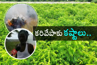 curry leaves farmers  burnt plants due to decreased prices at uppalapadu