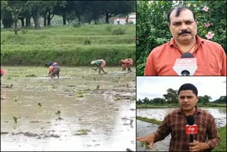 planting paddy