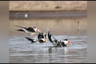 Indian Schemer in Chambal