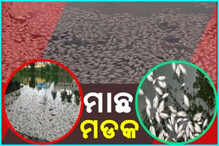 ବ୍ରହ୍ମପୁରର ଲାଞ୍ଜିପଲ୍ଲୀ ପୋଖରୀରେ ମାଛ ମଡକ, ପାଣିରେ ଭାସୁଛି ବହୁ ପରିମାଣର ମାଛ