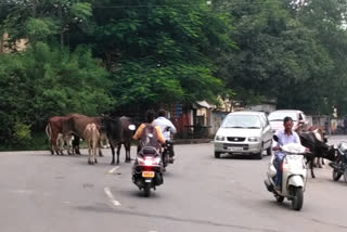 सड़कों पर मवेशी