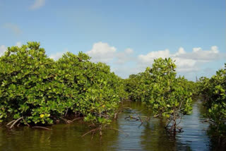 மீண்டும் மாங்குரோவ் காடுகள்