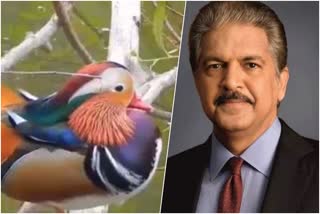 Anand Mahindra shares beautiful viral video of Mandarin Ducks spotted in Assam. Watch