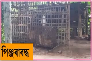 A big leopard caged At Moran, Dibrugarh District