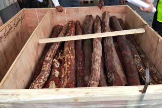 Red sandalwood worth more than Rs 6 crore seized at Bengaluru Airport  Bengaluru Airport  Bengaluru News  Karnataka News  Customs seized Red sandalwood  രക്ത ചന്ദനം  ചന്ദനക്കടത്ത്  കെംപെഗൗഡ അന്താരാഷ്‌ട്ര വിമാനത്താവളം  കള്ളക്കടത്ത് വാർത്തകള്‍