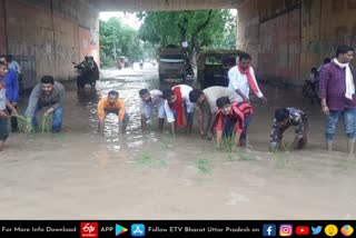 सपाइयों ने धान की रोपाई कर जताया विरोध