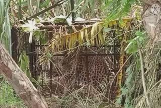 leopard was imprisoned in the cage