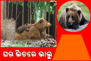 ନିର୍ମାଣଧୀନ ଘର ଭିତରେ ପଶିଛି ତିନୋଟି ଭାଲୁ, ଆତଙ୍କିତ ଗ୍ରାମବାସୀ