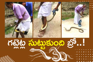 Snake wrapped around pedestrian legs in jangapally village