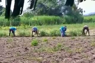 village-panchayat-prasident-used-civic-workers-for-farming