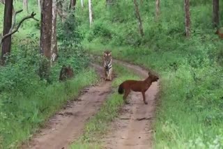 Fight between Tiger and 3 Wild dogs  Bandipur safari  Chamarajnagara karnadaka  കടുവയെ പ്രകോപിപ്പിച്ച് കാട്ടുനായകള്‍  Fight between Tiger and three Wild dogs video goes on viral  ബന്ദിപ്പൂർ ദേശീയ വന്യജീവി സങ്കേതം  കടുവയെ നായകള്‍ പ്രകോപിപ്പിക്കുന്നു  ചാമരാജ്ഞഗര കര്‍ണാടക  ബന്ദിപ്പൂർ ദേശീയ വന്യജീവി സങ്കേതം