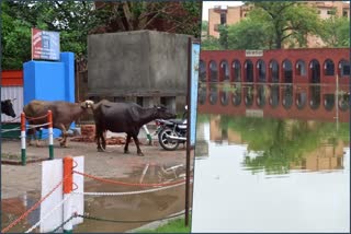 Charkhi Dadri Government School Water logging