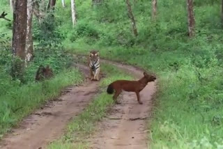 Video: 'Big cat' scares away wild dogs