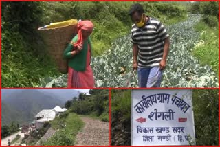 farmers are earning profit from alternative farming in mandi district