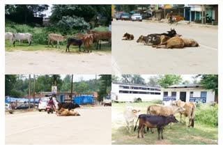 cattle gathering on streets