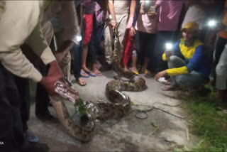 http://10.10.50.75//uttarakhand/31-July-2021/uk-har-03-villagers-stopped-breathing-after-seeing-10-feet-long-python-vis-ukc10018_31072021221242_3107f_1627749762_884.jpg