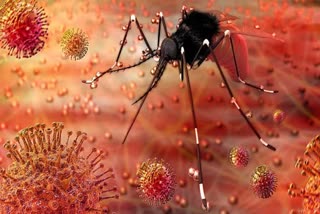 Zika Virus: મહારાષ્ટ્રના પુણેમાં ઝીકા વાઇરસનો પ્રથમ કેસ નોંધાયો