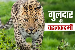 Srinagar Leopard