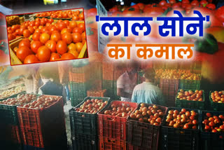 price of tomato in solan