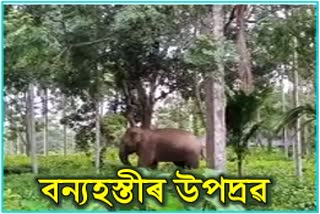 wild Elephant Terror in Samguri, nagaon District