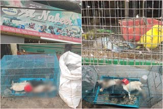 pet Shop news Kozhikode nadapuram  birds and animals in the pet shop died without food and water in Kozhikode nadapuram  Pet Shop news  Kozhikode nadapuram  Kozhikode  nadapuram  കോഴിക്കോട്  കോഴിക്കോട് വാർത്ത  പെറ്റ് ഷോപ്പ് വാർത്ത  പെറ്റ് ഷോപ്പ്  ഭക്ഷണമില്ലാതെ പക്ഷി മൃഗാദികള്‍ ചത്തൊടുങ്ങി  ഭക്ഷണമില്ലാതെ പക്ഷി മൃഗാദികള്‍ ചത്തൊടുങ്ങിയ സംഭവം  ഭക്ഷണമില്ലാതെ പക്ഷി മൃഗാദികള്‍ ചത്തൊടുങ്ങിയ വാർത്ത