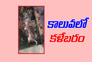 Leopard carcass found in bokkineru  river in kadapa