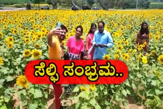 selfie-celebration-in-sunflower-land-at-chamarajanagara