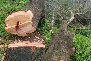 attempt to cut down tree from the kseb owned land near Kallar Dam news  tree cutting news  illegal tree cutting news  illegal tree cutting  kseb land  kallar dam news  kallar dam tree cutting  കല്ലാർ ഡാമിന് സമീപത്തെ കെഎസ്ഇബി ഭൂമിയിൽ നിന്നും മരം മുറിച്ചുകടത്താൻ ശ്രമിച്ചതായ് പരാതി  കല്ലാർ ഡാം  കെഎസ്ഇബി  കെഎസ്ഇബി ഭൂമി വാർത്ത  മരംമുറി  കെഎസ്ഇബി ഭൂമി മരംമുറി വാർത്ത  നെടുങ്കണ്ടം വാർത്ത  ഇടുക്കി വാർത്ത  ഇടുക്കി മരംമുറി വാർത്ത