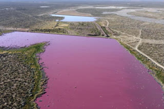 Pink lagoon
