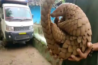 4 feet tall pangolin