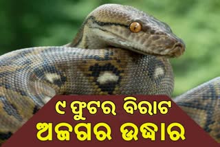 କୁକୁଡା ଘରୁ ଉଦ୍ଧାର ହେଲା ୯ ଫୁଟ ଲମ୍ବର ଅଜଗର