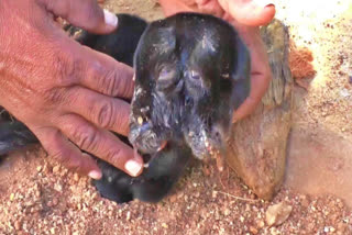 two headed lamb born near manapparai  trichy news  trichy latest news  ஆட்டுக்குட்டி  இரட்டை தலையுடன் பிறந்த ஆட்டுக்குட்டி  மணப்பாறை அருகே இரட்டை தலையுடன் பிறந்த ஆட்டுக்குட்டி  திருச்சி செய்திகள்  திருச்சி மாவட்ட செய்திகள்  இரட்டை தலை ஆட்டுக்குட்டி  two headed lamb  lamb  sheep