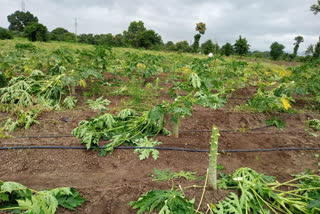 papaya trees