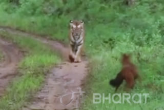 forest-dog-chases-the-tiger