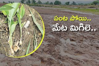 major-crop-loss-in-telangana-due-to-heavy-rains