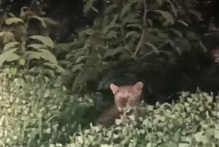 Leopard in Bhankheda area Amravati