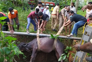 fire brigade rescues buffalo stranded in well  buffalo stranded in well  മലപ്പുറത്ത് കിണറിൽ വീണ പോത്തിനെ രക്ഷിച്ച് അഗ്നിശമന സേന  മലപ്പുറം  കിണറിൽ വീണ പോത്തിനെ രക്ഷപ്പെടുത്തി അഗ്നിശമന സേന