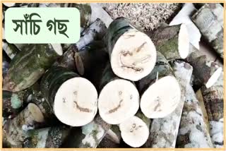 এতিয়াৰে পৰা মুকলিকৈ বিক্ৰী কৰিব পাৰিব সাঁচি গছ