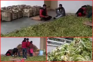 hundreds-of-tons-of-vegetables-spoiled-by-floods-in-lahaul-spiti