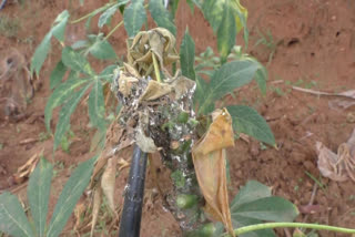 white fungus attacks cassava plants in dharmapuri  cassava plants  white fungus attacks cassava plants  white fungus  dharmapuri news  dharmapuri latest news  தர்மபுரி செய்திகள்  தர்மபுரியில் மரவள்ளி கிழங்கு செடிகளை தாக்கிய வெள்ளை பூஞ்சை  வெள்ளை பூஞ்சை  மரவள்ளி கிழங்கு  மரவள்ளி கிழங்கு செடிகள்  வெள்ளை பூஞ்சை  செடிகளை தாக்கும் வெள்ளை பூஞ்சை