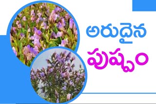 NEELAKURINJI