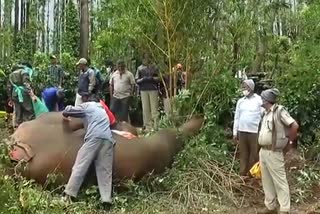 Wild elephant death