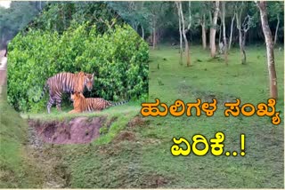 tigers population increases in Nagarhole tiger reserve