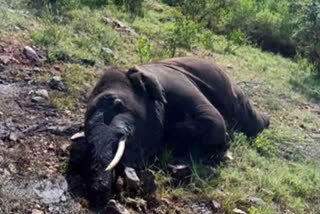 301 elephants, 1,401 humans died in human-elephant conflict in last 3 years